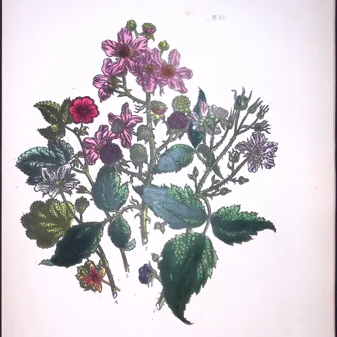 Rare 165-Yr-Old Antique Wildflower Gilt-Edged Illustration Jane Webb Loudon-32-A