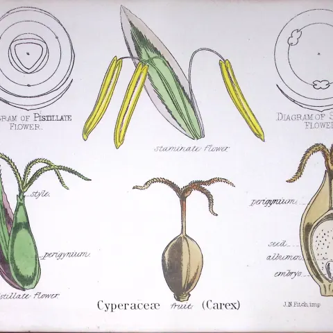 Cyperaceae Carex Botanical Flowering Plant Diagram Rare Antique First Edition Illustration-100