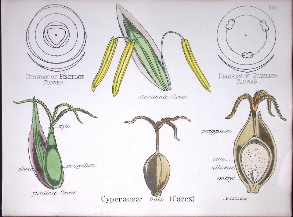Cyperaceae Carex Botanical Flowering Plant Diagram Rare Antique First Edition Illustration-100