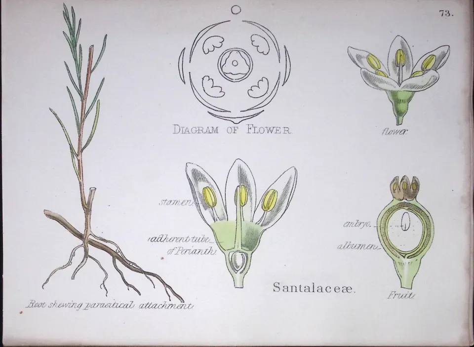 Santalaceae Botanical Flower Diagram Rare Antique First Edition Illustration-73