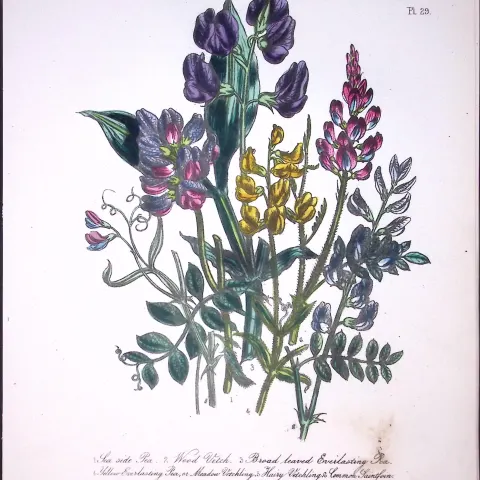 Rare 165-Yr-Old Antique Wildflower Gilt-Edged Illustration Jane Webb Loudon-29-A