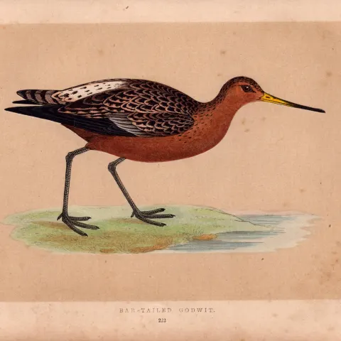 Bar Tailed Godwit Rev Morris Antique History of British Birds Engraving.