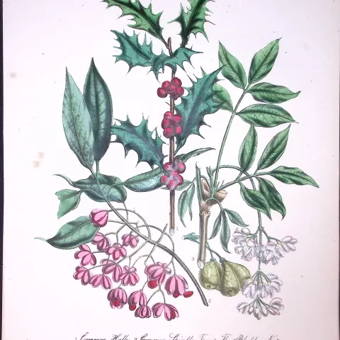 Rare 165-Yr-Old Antique Wildflower Gilt-Edged Illustration Jane Webb Loudon-25-A