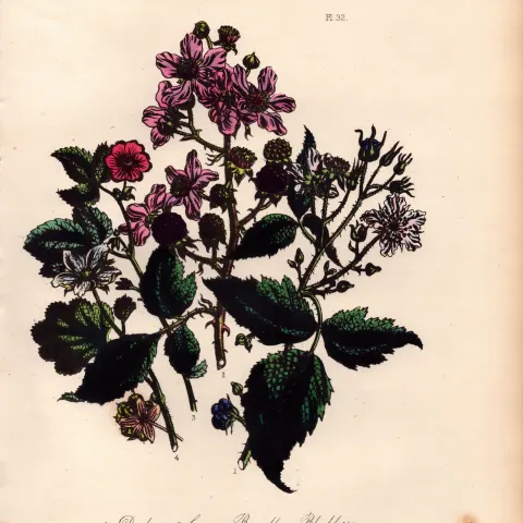 Rare 165-Yr-Old Antique Wildflower Gilt-Edged Illustration Jane Webb Loudon-32.