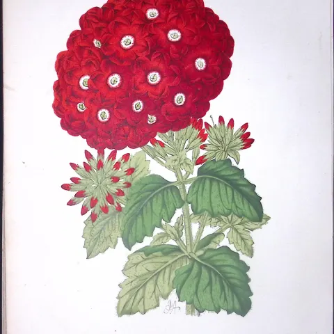 Verbena Flower Antique Shirley Hibbard Greenhouse Coloured Print-8