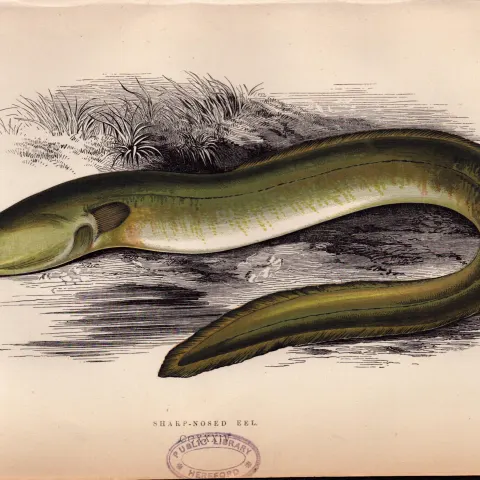 Sharp-Nosed Eel  Antique Johnathan Couch Coloured Fish Engraving.