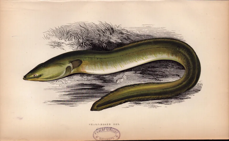 Sharp-Nosed Eel  Antique Johnathan Couch Coloured Fish Engraving.
