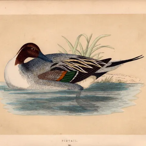 Pintail Rev Morris Antique History of British Birds 170 Years-Old Engraving.