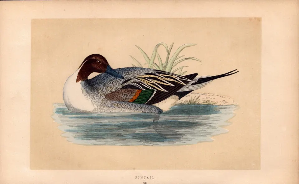 Pintail Rev Morris Antique History of British Birds 170 Years-Old Engraving.