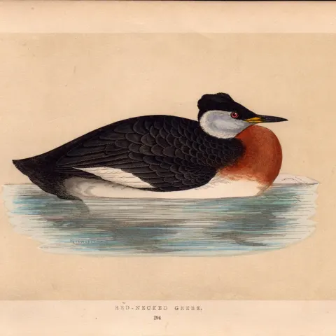 Red-Necked Grebe Rev Morris Antique History of British Birds Engraving.