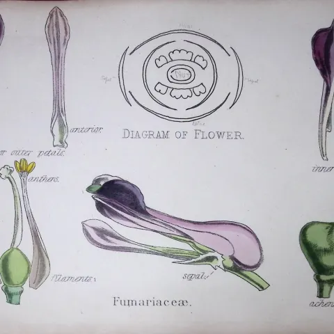 Fumariaceae Botanical Flower Diagram Rare Antique First Edition Illustration-4