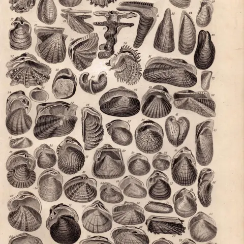 Conchology-80 Illustrations Sea Shells Antique 154 Yrs-Old Steel Engraving -3.
