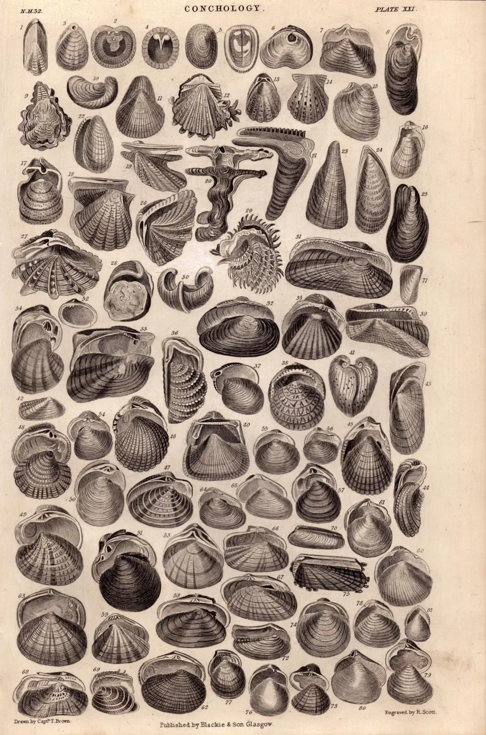 Conchology-80 Illustrations Sea Shells Antique 154 Yrs-Old Steel Engraving -3.