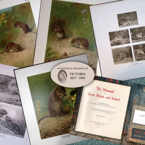 Job-Lot J.G. Millais Rare Limited-Edition The Vole Family Antique Prints-25