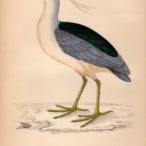 Night Heron Rev Morris 1888  Antique History of British Birds Engraving-44.