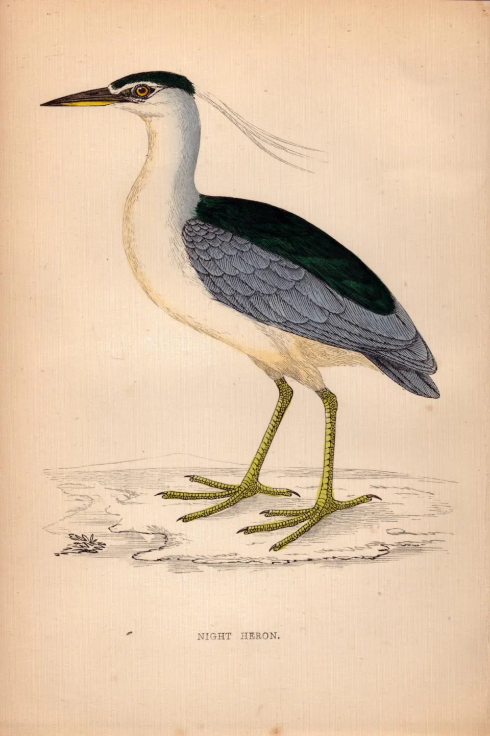 Night Heron Rev Morris 1888  Antique History of British Birds Engraving-44.