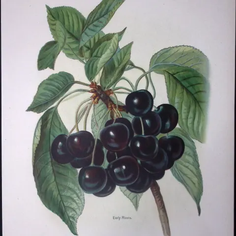 Grapes Early Rivers 1891-1894 Antique Mary Rivers Fruit Illustration-4.