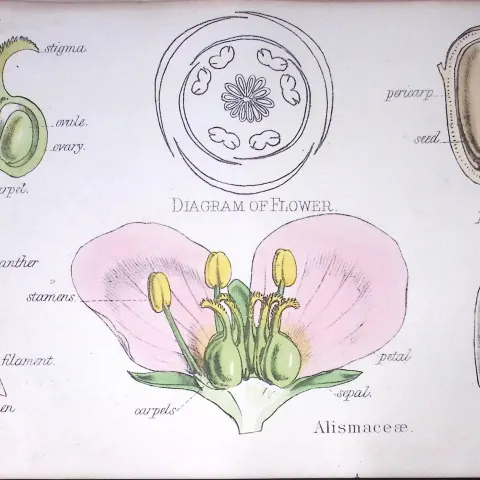 Water Plantains Botanical Flower Diagram Rare Antique First Edition Illustration-91