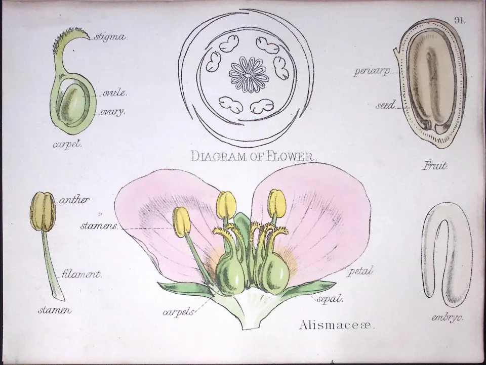 Water Plantains Botanical Flower Diagram Rare Antique First Edition Illustration-91