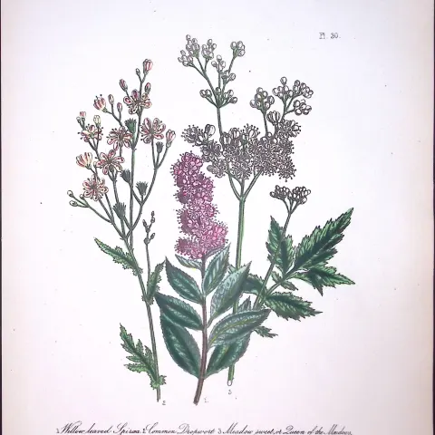 Rare 165-Yr-Old Antique Wildflower Gilt-Edged Illustration Jane Webb Loudon-30-A
