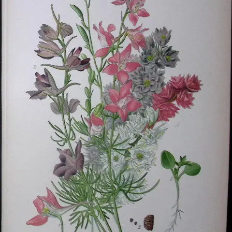 Larkspurs Edward Step Rare Antique Botanical Book Plate-10
