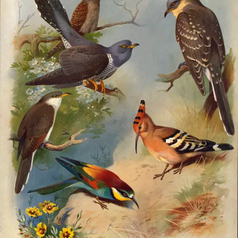 Thorburn Antique Scarce 2nd Edition Bird Print The Cuckoo-Family-25.
