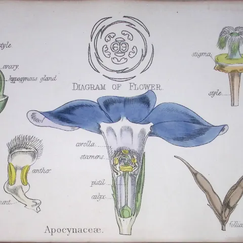 Dogbane Family Botanical Flower Diagram Rare Antique First Edition Illustration-57