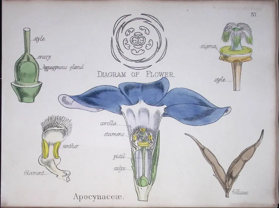 Dogbane Family Botanical Flower Diagram Rare Antique First Edition Illustration-57
