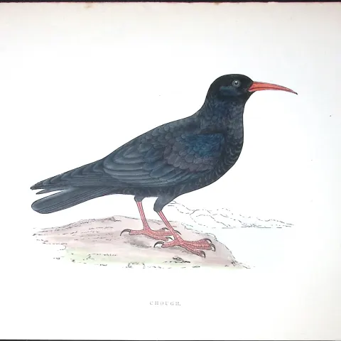 Chough Rev Morris Antique History of British Birds 130 Years-Old Engraving-77