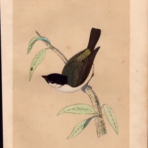 Marsh Tit Rev Morris Antique History of British Birds Engraving.