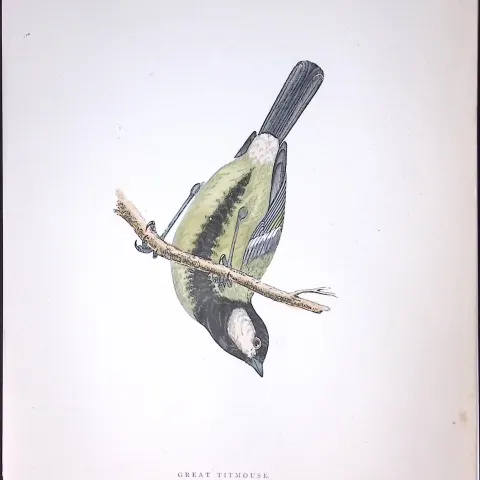 Great Titmouse Rev Morris Antique History of British Birds 130 Years-Old Engraving-65
