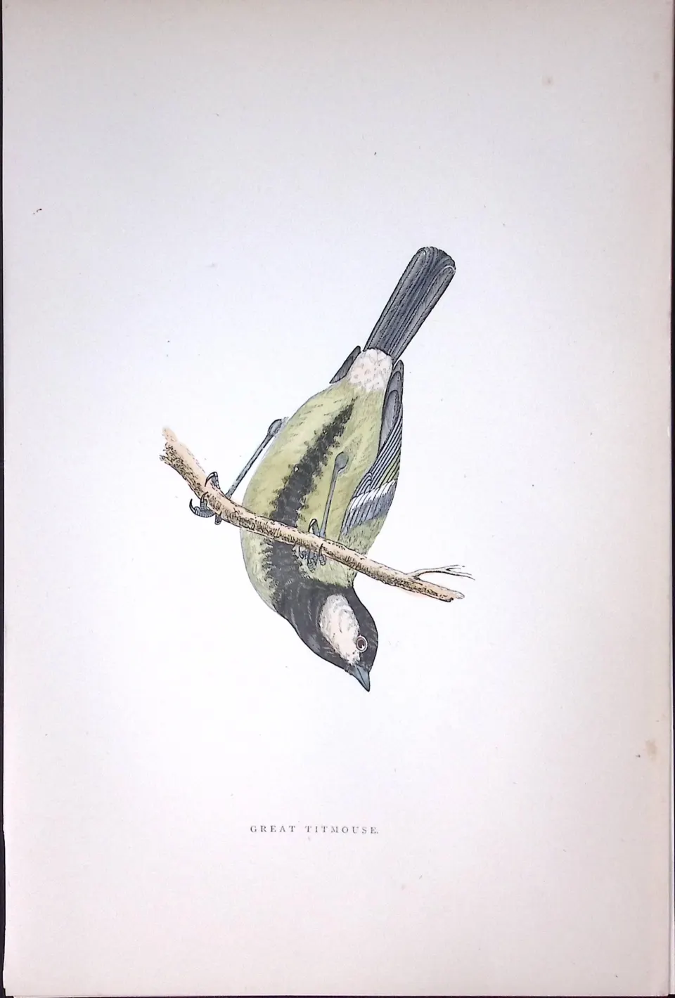 Great Titmouse Rev Morris Antique History of British Birds 130 Years-Old Engraving-65
