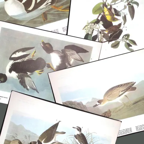 Job-Lot John James Audubon Birds of America 72-Year-Old Coloured Book Plates-5