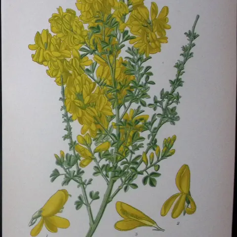 Canary Broom Edward Step Rare Antique Botanical Book Plate-65