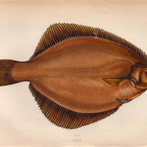 Dab Antique Johnathan Couch Coloured Fish Engraving.