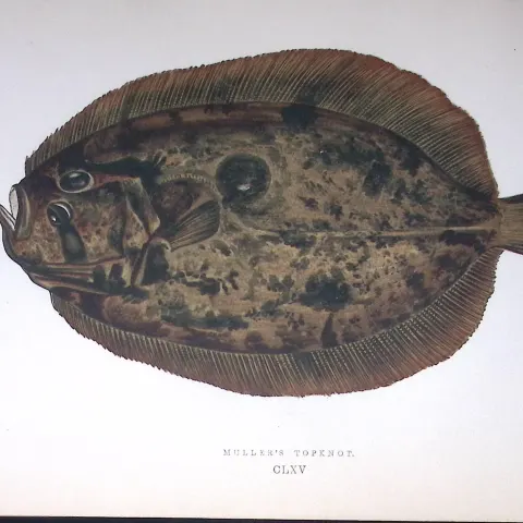 Muller’s Topknot Fish Scarce Antique 1877 J. Couch Woodblock Engraving-169