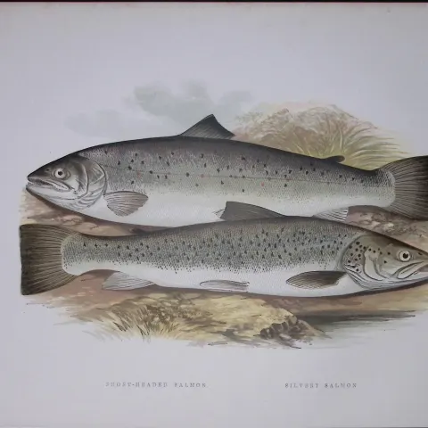 Short Headed Salmon Rev Houghton British Freshwater Fish 1879 Scarce Wood Engraving-17