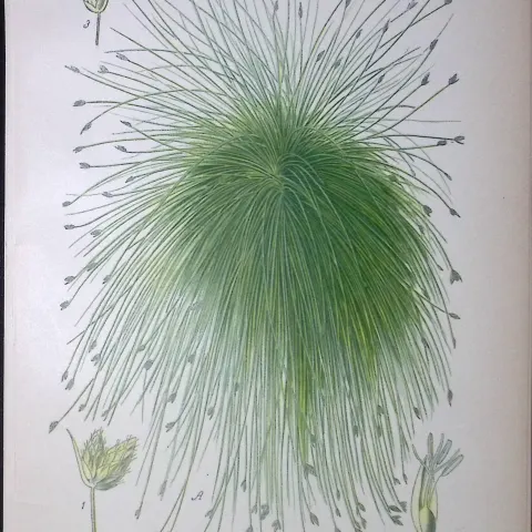 California Bulrush Edward Step Rare Antique Botanical Book Plate-299