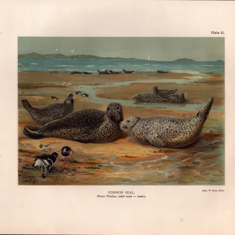 Common Seal Adults Winter Rare Limited-Edition Coloured Antique Print-43.