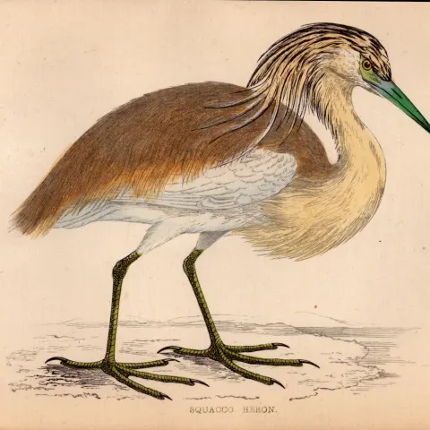 Squacco Heron Rev Morris 1888  Antique History of British Birds Engraving-45.