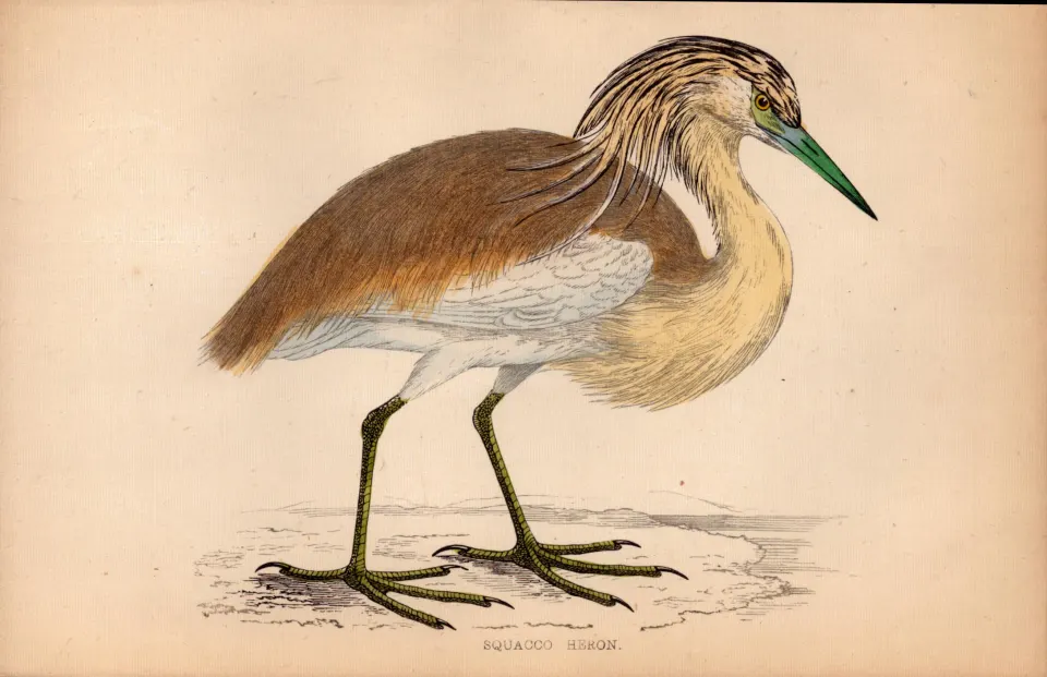 Squacco Heron Rev Morris 1888  Antique History of British Birds Engraving-45.