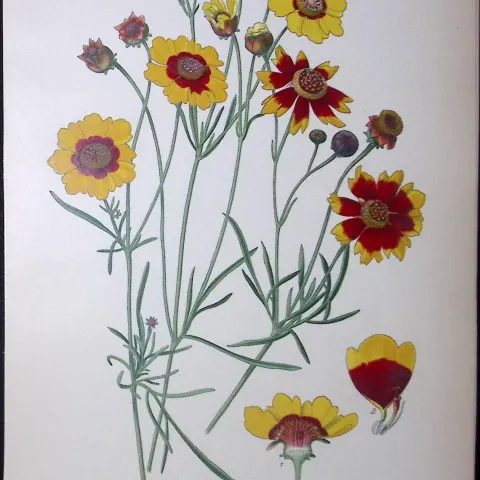 Golden Tickseed Flower Edward Step Rare Antique Botanical Book Plate-140