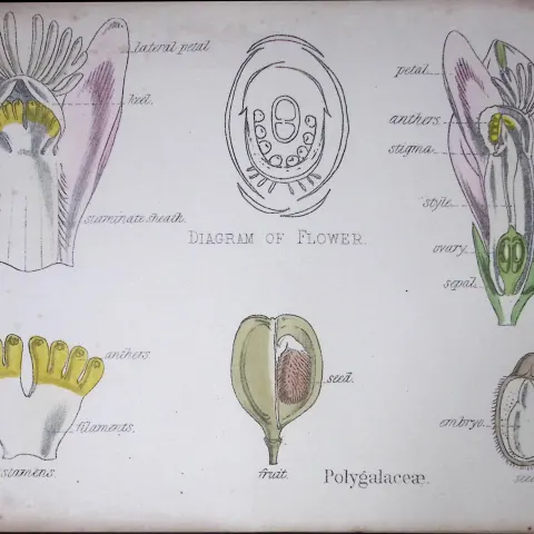 Milkworts Botanical Flower Diagram Rare Antique First Edition Illustration-10