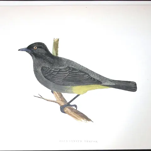 Gold Vented Thrush Rev Morris Antique History of British Birds 130 Years-Old Engraving-91
