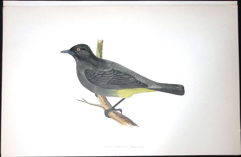 Gold Vented Thrush Rev Morris Antique History of British Birds 130 Years-Old Engraving-91