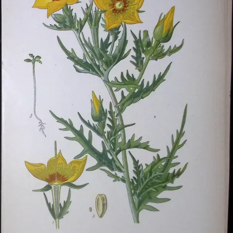 Golden Bartonia Edward Step Rare Antique Botanical Book Plate-110