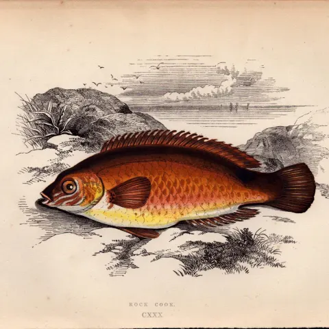 Rock Cook Antique Johnathan Couch Coloured Fish Engraving.