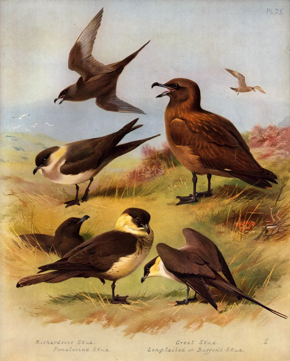 Antique Scarce First Edition Large Bird Print The Skua-Family-75.