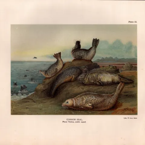 Common Seal Adults Rare Limited-Edition Coloured J.G. Millais Antique Print-42.