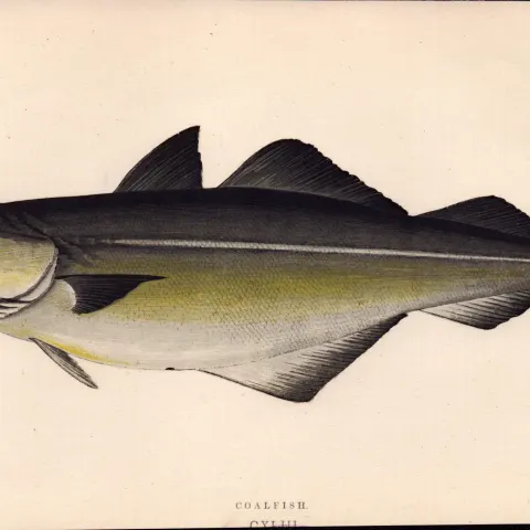 Coalfish 1868 Antique Johnathan Couch Coloured Fish Engraving.